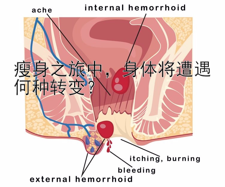 瘦身之旅中，身体将遭遇何种转变？